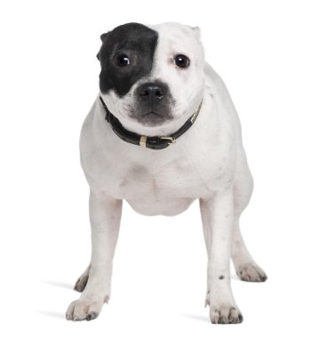 Staffordshire bull terrier, 7 ay yaşlı, beyaz arka plan duran