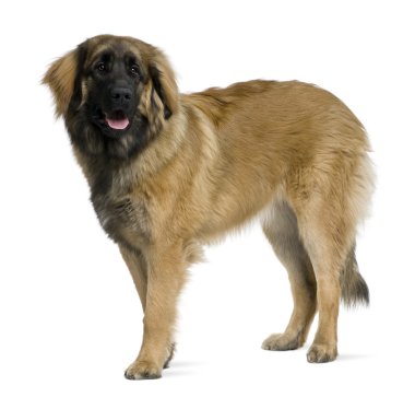 Leonberger dog, 8 months old, standing in front of white background clipart