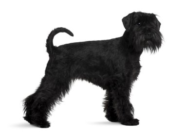 Schnauzer, 2 yıl yaşlı, beyaz arka plan duran