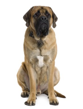 English Mastiff dog, 2 months old, sitting in front of white background clipart