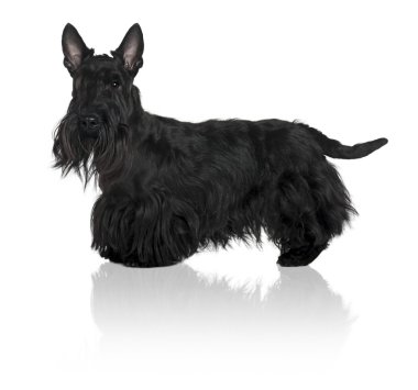 schnauzer terrier, 1 yaşında, beyaz arka plan duran