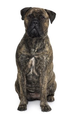 bullmastiff köpek, 18 ay yaşlı, önünde oturan arka plan beyaz.