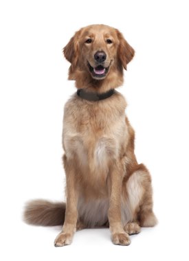 Hovawart dog, 1 year old, sitting in front of white background clipart