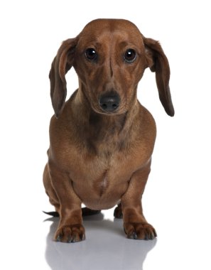 Daschund, 1 year old, sitting in front of white background clipart