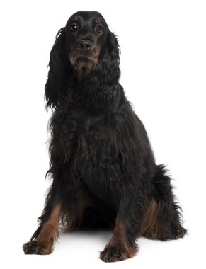 Gordon Setter dog, 7 years old, sitting in front of white background clipart