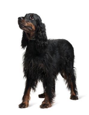 Gordon setter, 7 yıl yaşlı, beyaz adam duran