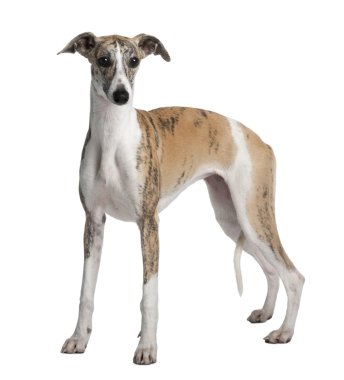 Young Whippet, 8 months old, standing in front of white backgrou clipart