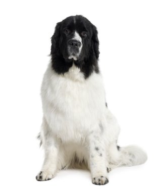 Newfoundland köpek, 2 yıl yaşlı, önünde oturan backgro beyaz.