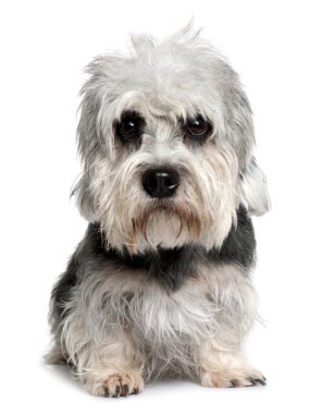 Dandie Dinmont Terrier, 2 years old, sitting in front of white background clipart