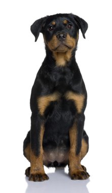 Rottweiler yavrusu, 3 ay yaşlı, önünde oturan arka plan beyaz.