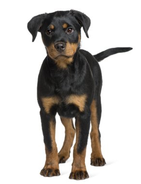 Rottweiler yavrusu, 3 ay yaşlı, beyaz arka plan duran