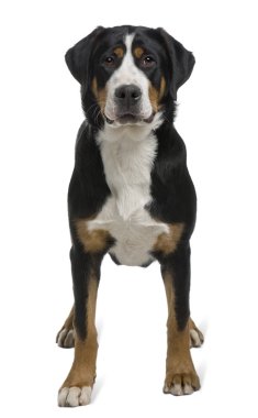 büyük swiss mountain dog, 2 yıl yaşlı, beyaz arka plan duran