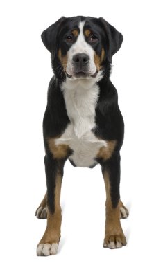 Greater Swiss Mountain Dog, 2 years old, standing in front of white background