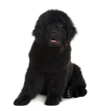 Newfoundland köpek yavrusu, 4 ay yaşlı, önünde oturan arka plan beyaz.