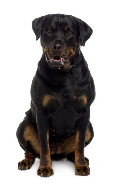 Rottweiler, 2 yıl yaşlı, önünde oturan arka plan beyaz.