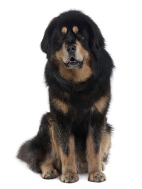 Tibetan mastiff dog, 4 years old, sitting in front of white background clipart