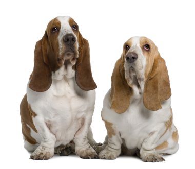 basset av köpekleri, 1 yaşında ve 3 yıl yaşlı, beyaz arka plan oturan iki