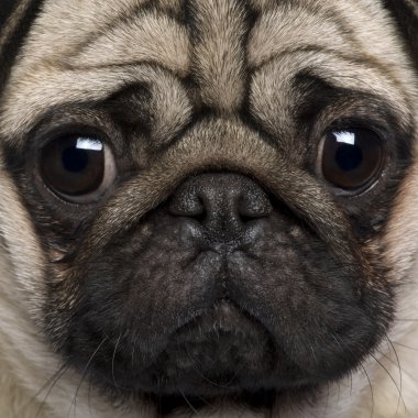 Close-up of Pug, 2 Years old clipart