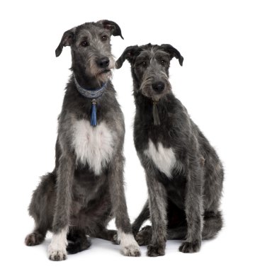 Two Irish Wolfhounds sitting in front of white background clipart