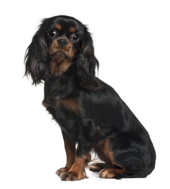 Cavalier king charles, beyaz b oturan, 9 aylık