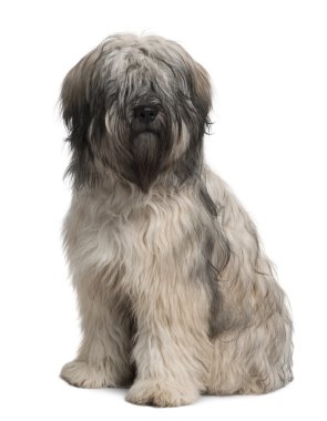 Catalan Sheepdog, 10 months old, sitting in front of white background clipart