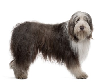 Bearded Collie, 3 Years Old, standing in front of white background clipart