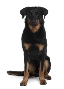 beauceron, 1 yaşında, beyaz arka plan oturan