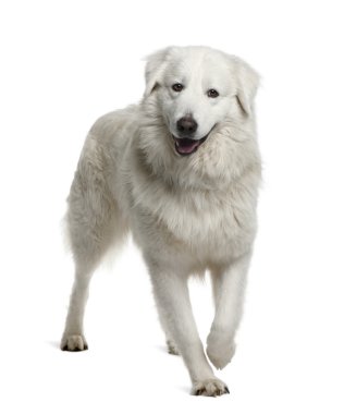 Maremma Sheepdog, 2 Years Old, standing in front of white background clipart