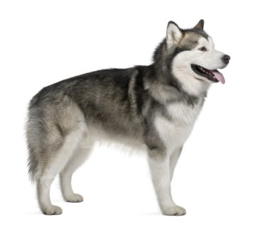 Alaskan malamute, 19 ay yaşlı, beyaz arka plan duran