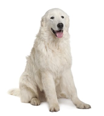 Maremma Sheepdog, 7 Months Old, sitting in front of white background clipart