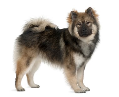 eurasier köpek, 1 yaşında, beyaz arka plan duran