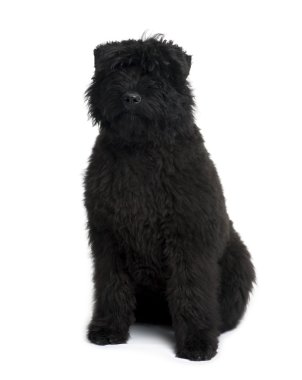 Bouvier des flandres, 5 aylık beyaz ba oturan