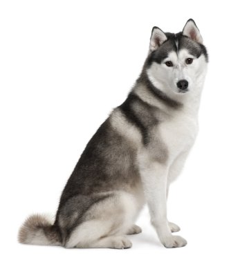 Akita inu, 3 years old, sitting in front of white background clipart