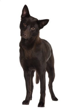 Australian Kelpie, 11 years old, standing in front of white background clipart