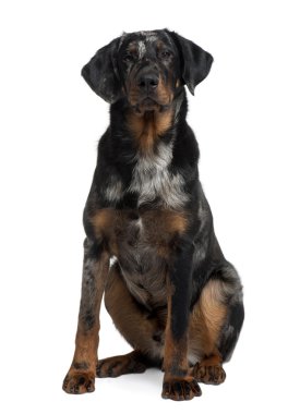 beauceron, 7 ay yaşlı, önünde oturan arka plan beyaz.