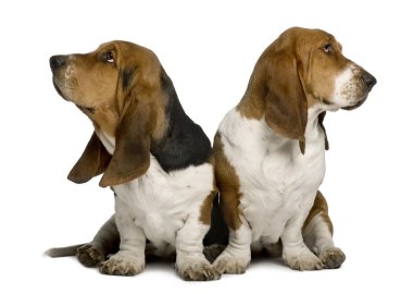 iki somurtma basset av köpekleri