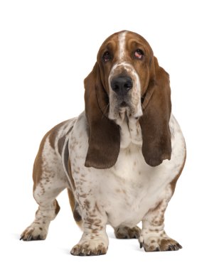 Basset hound, 4 yıl yaşlı, beyaz arka plan duran