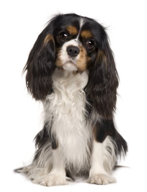 Cavalier King Charles dog, 14 months old, sitting in front of white background clipart