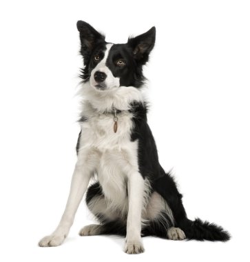 Border Collie, 1 year old, sitting in front of white background clipart