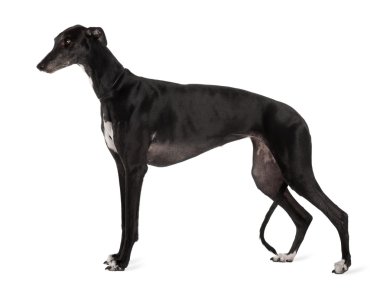 Greyhound köpek, 5 yıl yaşlı, beyaz arka plan duran