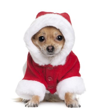 Chihuahua santa kat, 1 yaşında, beyaz arka plan oturan