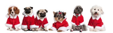 Group of dogs in a row dressed as Santa Claus in front of white background clipart