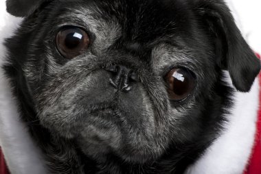 pug santa ceket, 10 yaşında bir close-up