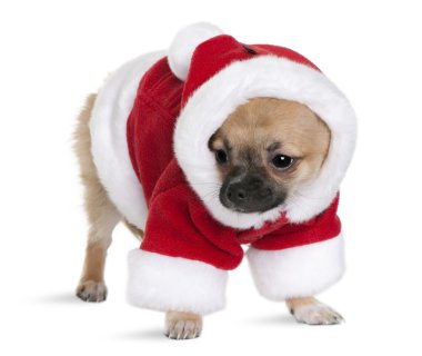 Noel Baba kıyafetli, 4 ay yaşlı, beyaz arka plan duran Chihuahua yavrusu