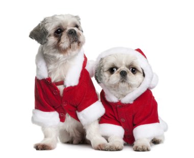 Shi-tzus in Santa coats, sitting in front of white background clipart