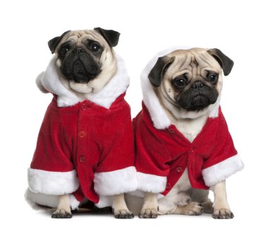 Two Pugs in Santa coats, 1 and 2 years old, sitting in front of white background clipart