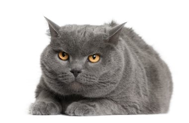 Chartreux cat, 7 years old, sitting in front of white background clipart