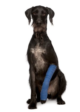 Lurcher, 3 years old, with arm cast sitting in front of white background, studio shot clipart