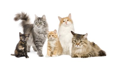 Group of 5 cats in a row : Norwegian, Siberian and persian cat clipart