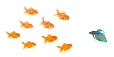 School of Goldfish clipart